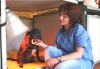 terapia-infrarossi-cane
